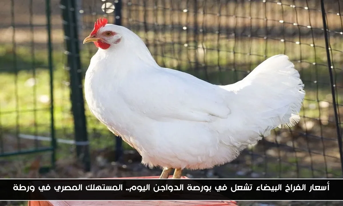 أسعار الفراخ البيضاء تشعل في بورصة الدواجن اليوم.. المستهلك المصري في ورطة
