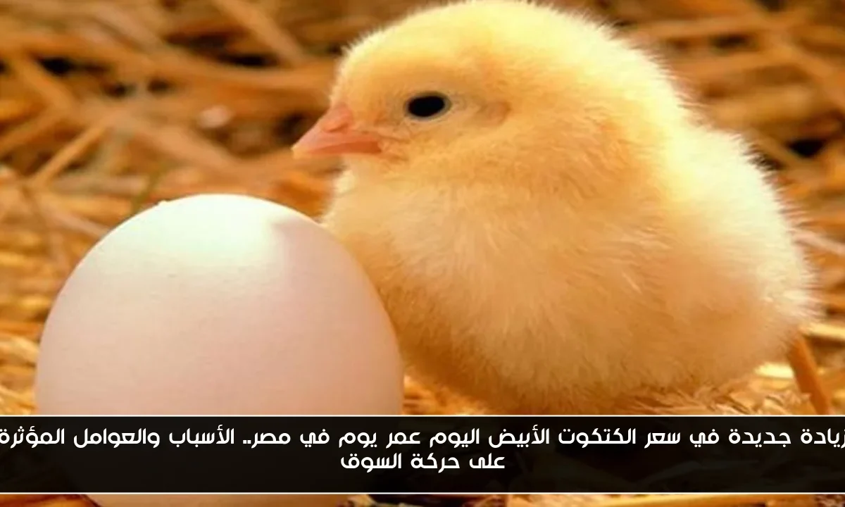 زيادة جديدة في سعر الكتكوت الأبيض اليوم عمر يوم في مصر.. الأسباب والعوامل المؤثرة على حركة السوق