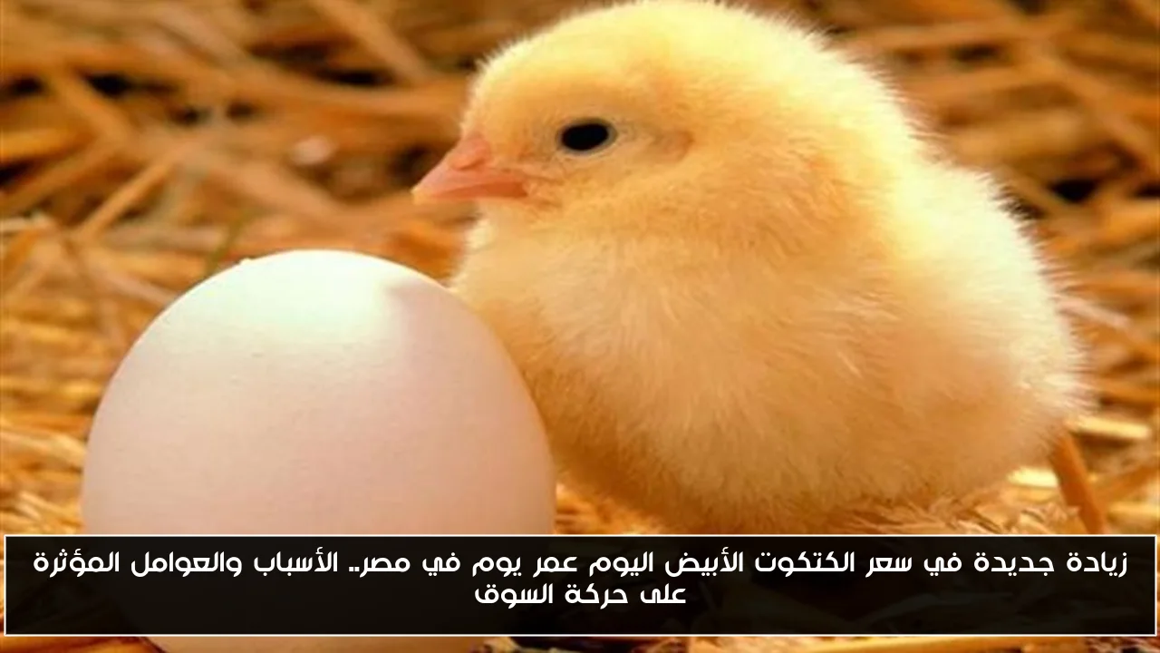 زيادة جديدة في سعر الكتكوت الأبيض اليوم عمر يوم في مصر.. الأسباب والعوامل المؤثرة على حركة السوق