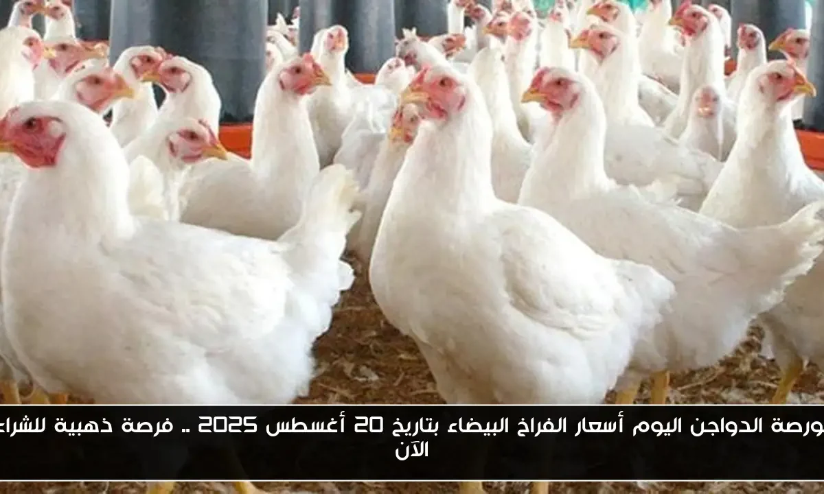 بورصة الدواجن اليوم أسعار الفراخ البيضاء بتاريخ 20 أغسطس 2025 .. فرصة ذهبية للشراء الآن
