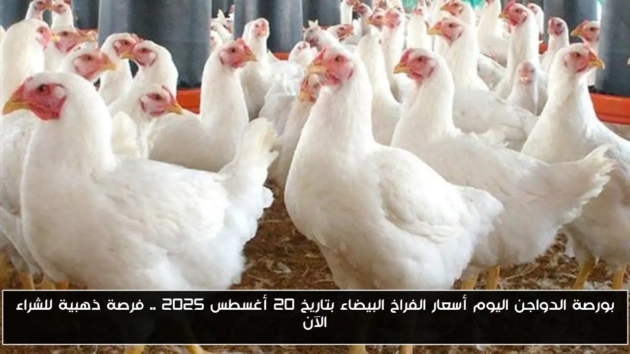 بورصة الدواجن اليوم أسعار الفراخ البيضاء بتاريخ 20 أغسطس 2025 .. فرصة ذهبية للشراء الآن
