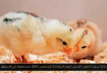 سعر الكتكوت الابيض اليوم