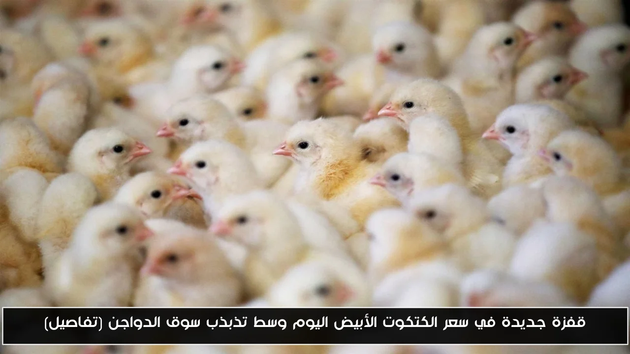 قفزة جديدة في سعر الكتكوت الأبيض اليوم وسط تذبذب سوق الدواجن (تفاصيل)