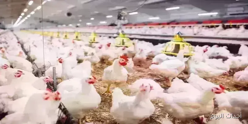 استقرار بورصة الدواجن اليوم أسعار الفراخ البيضاء بتاريخ 28 اغسطس 2025 في مستهل التعاملات الصباحية