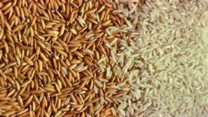 سعر الارز الشعير اليوم