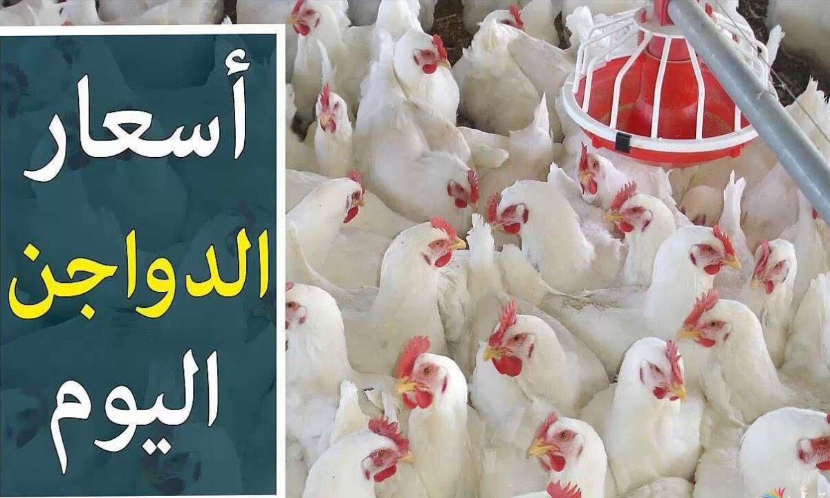 بورصة الدواجن اليوم أسعار الفراخ البيضاء