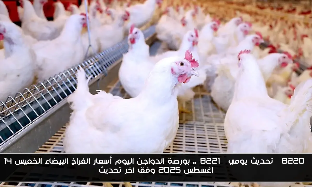 “تحديث يومي”.. بورصة الدواجن اليوم أسعار الفراخ البيضاء الخميس 14 اغسطس 2025 وفق اخر تحديث