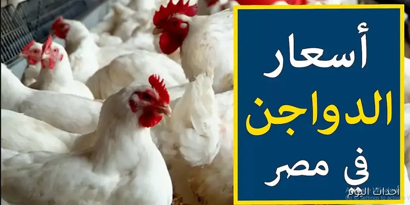 أسعار الفراخ البيضاء في بورصة الدواجن اليوم والأسواق المصرية للمستهلك.. الكيلو بكام؟