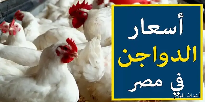 أسعار الفراخ البيضاء تواصل الارتفاع في بورصة الدواجن اليوم.. وتوقعات بزيادات جديدة قريبة