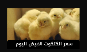 سعر الكتكوت الأبيض اليوم عمر يوم