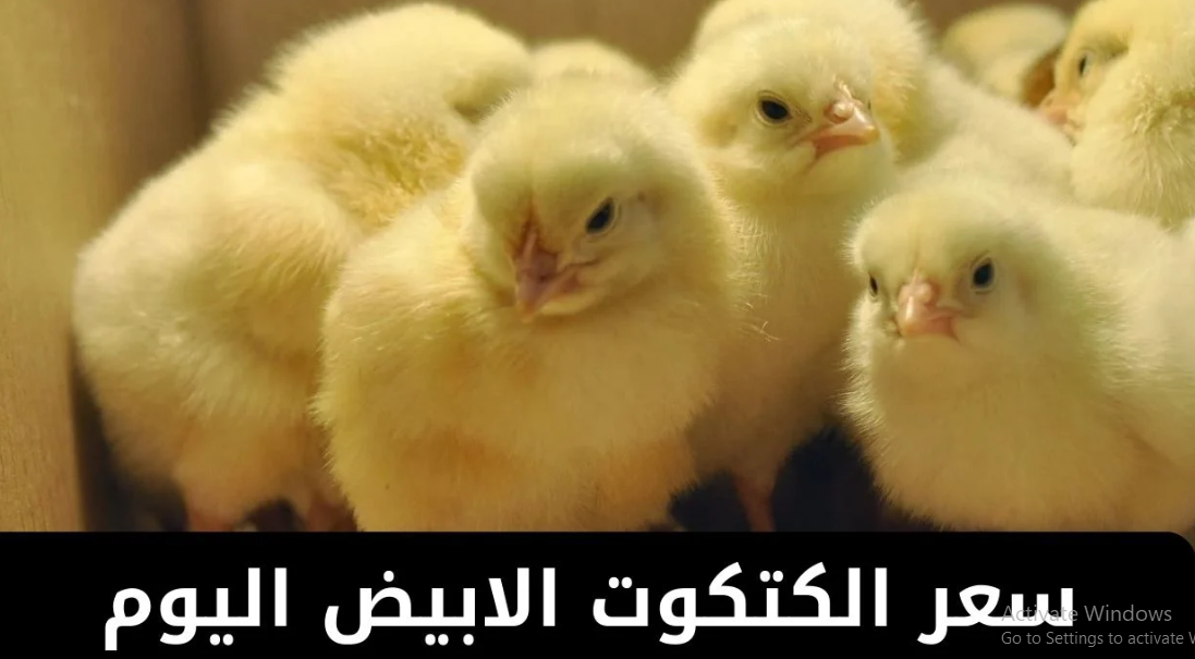 أسعار الكتكوت الأبيض اليوم جميع الشركات