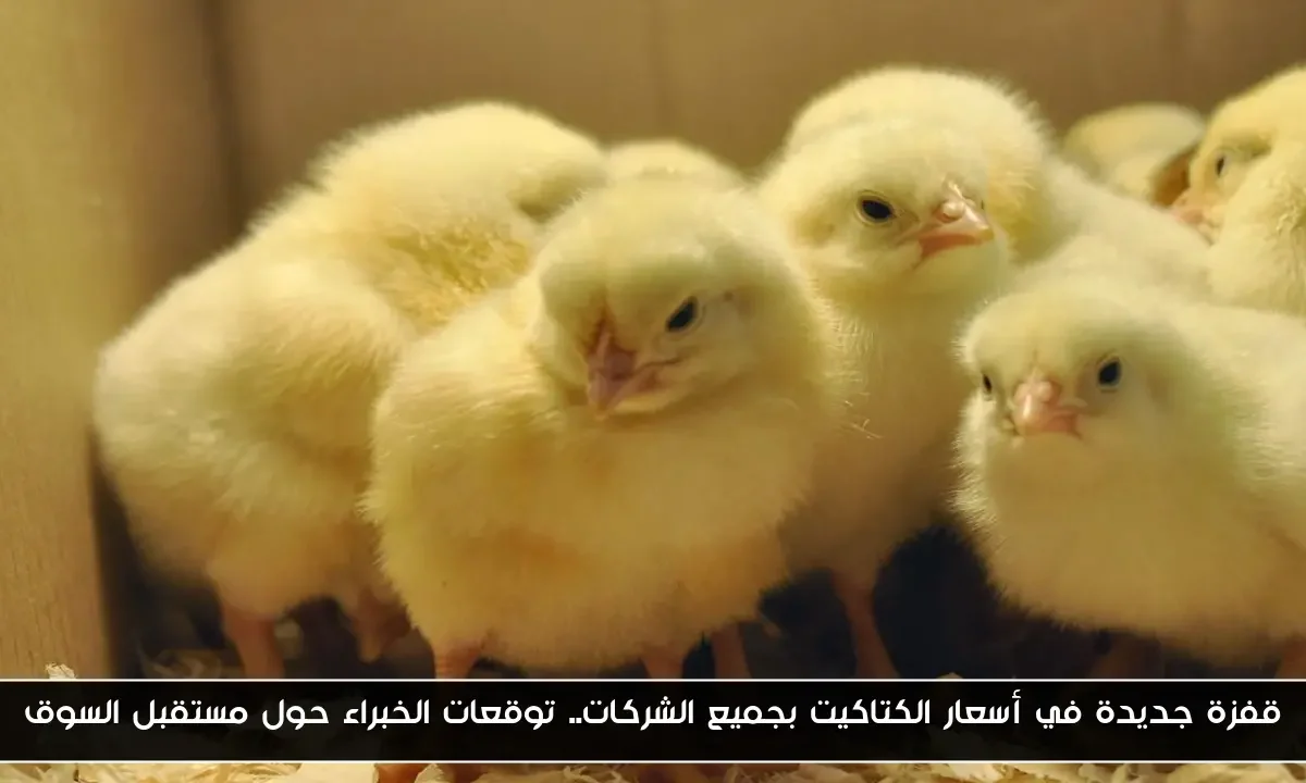 قفزة جديدة في أسعار الكتكوت الأبيض اليوم جميع الشركات.. توقعات الخبراء حول مستقبل السوق