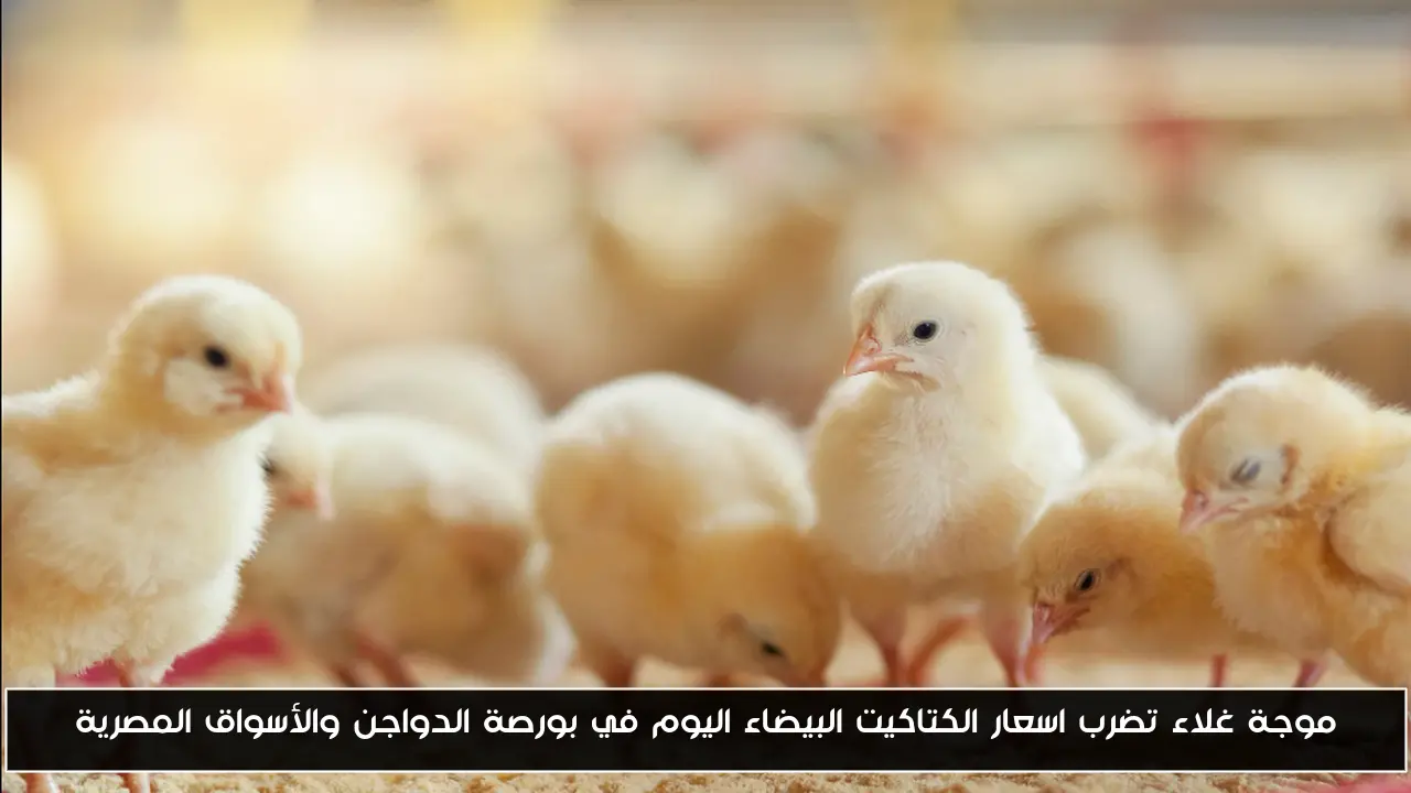 موجة غلاء تضرب اسعار الكتاكيت البيضاء اليوم في بورصة الدواجن والأسواق المصرية
