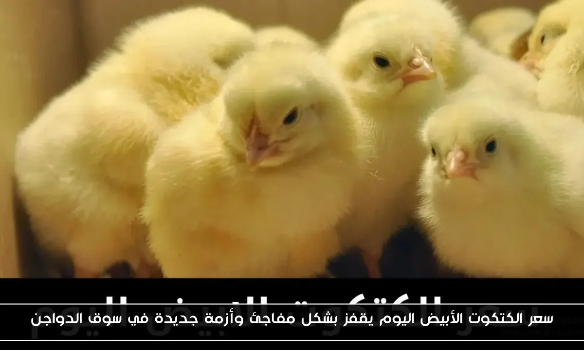 سعر الكتكوت الأبيض اليوم يقفز بشكل مفاجئ وأزمة جديدة في سوق الدواجن