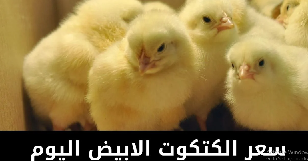 سعر الكتكوت الأبيض اليوم عمر يوم