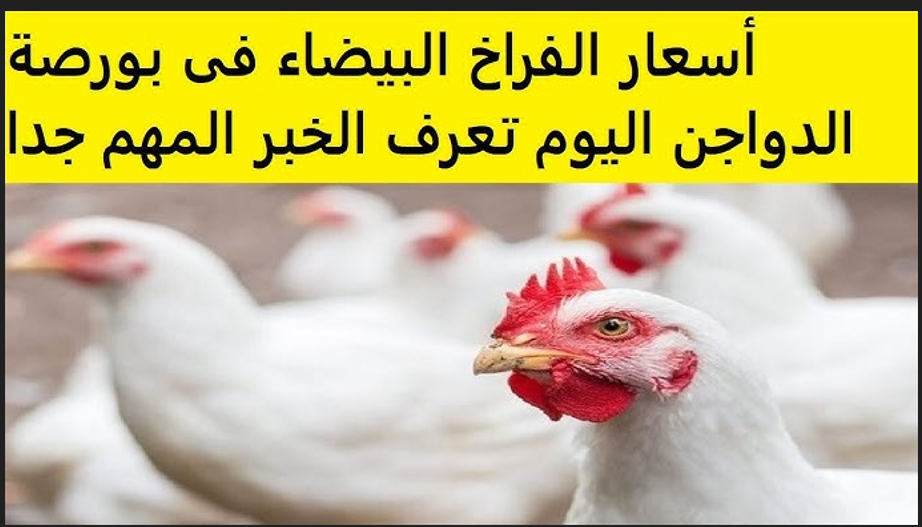 بورصة الدواجن اليوم أسعار الفراخ البيضاء