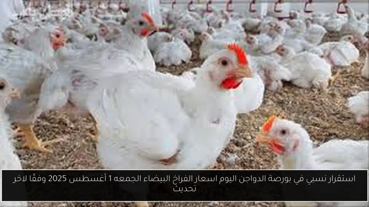بورصة الدواجن اليوم اسعار الفراخ البيضاء