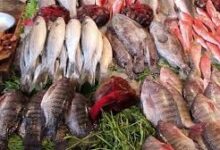 اسعار السمك اليوم