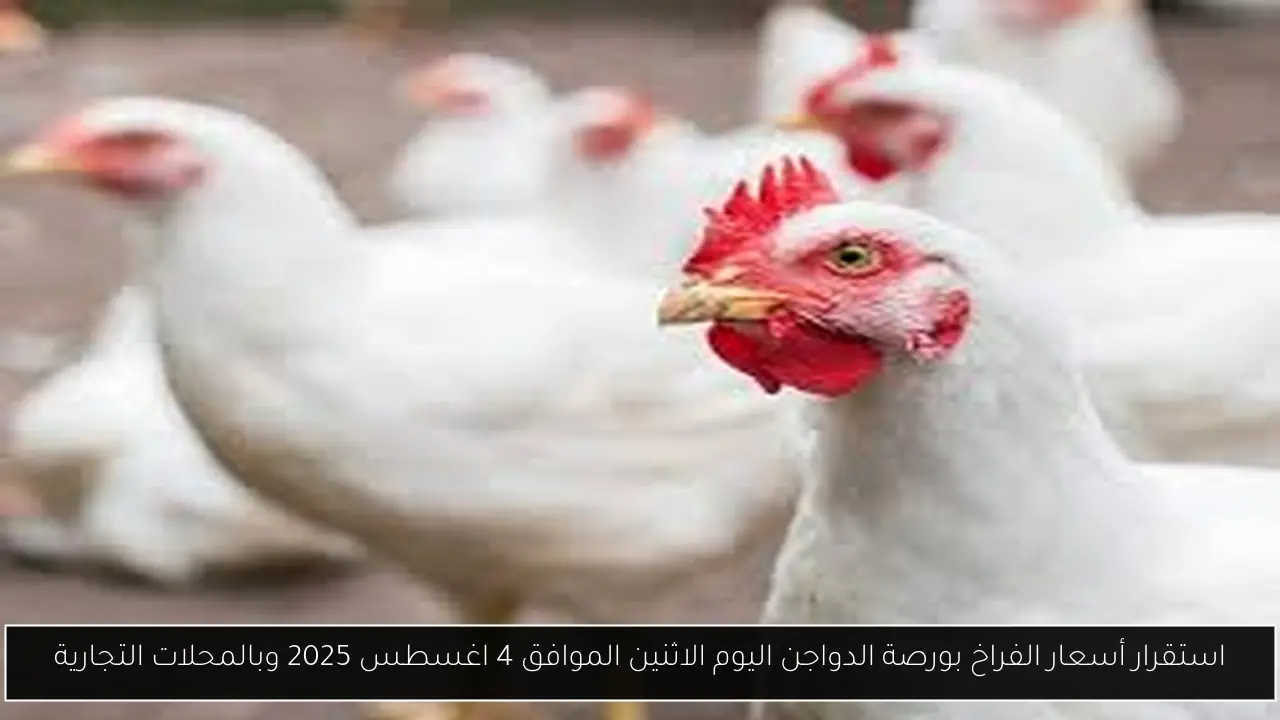 أسعار الفراخ بورصة الدواجن اليوم
