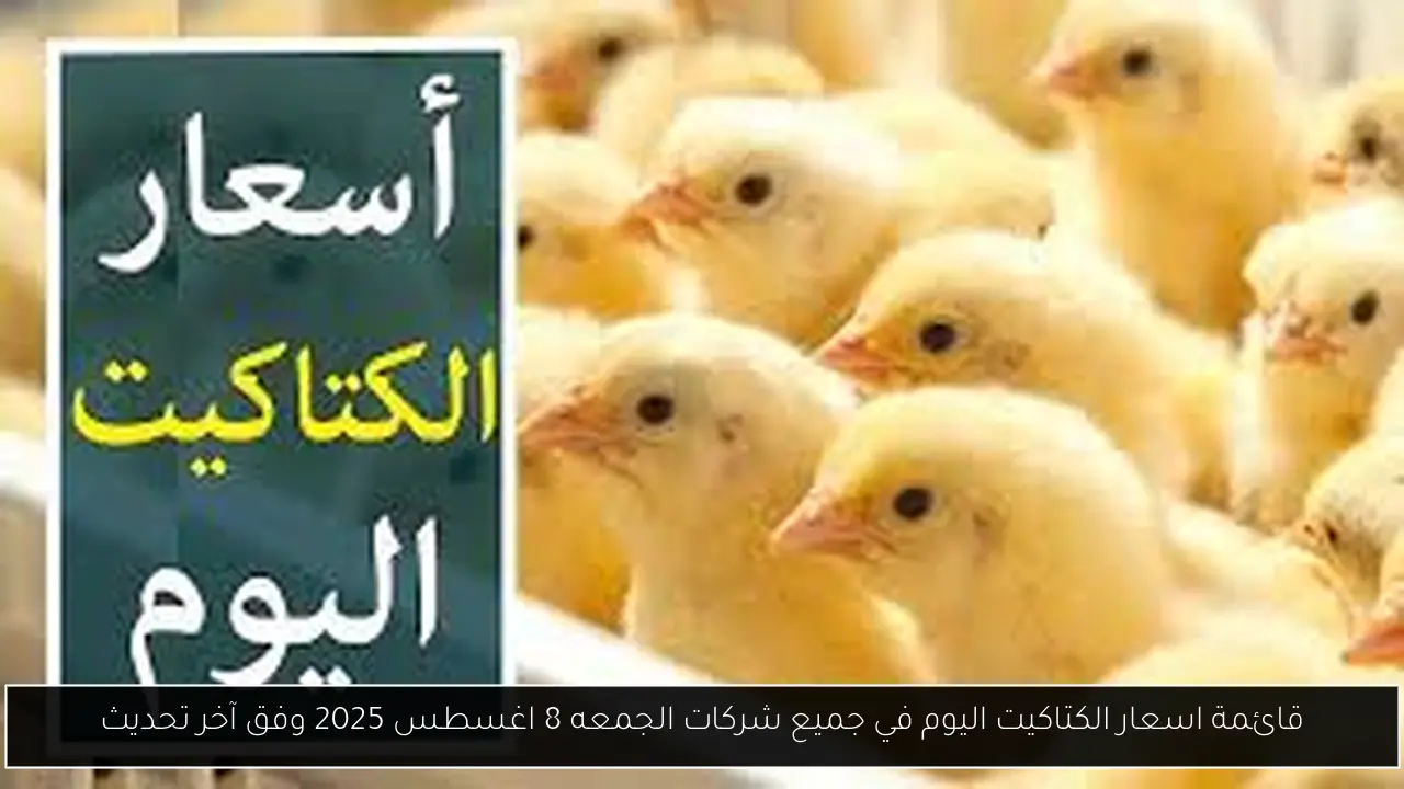 اسعار الكتاكيت اليوم في جميع شركات
