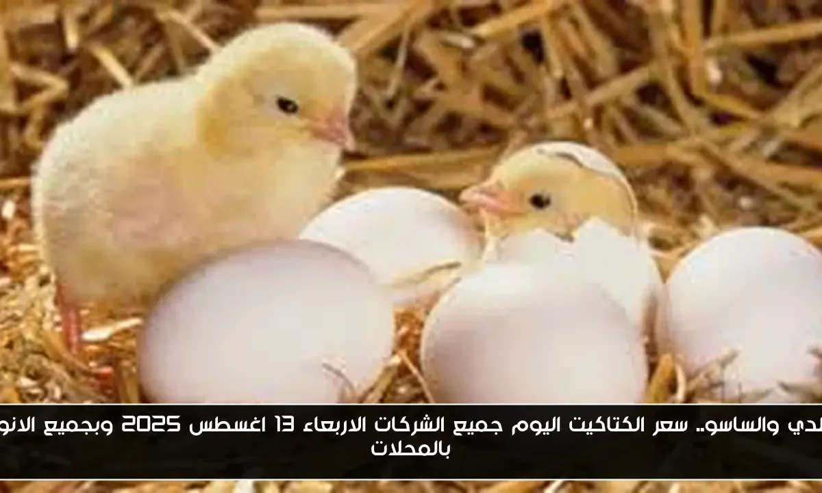 البلدي والساسو.. سعر الكتاكيت اليوم جميع الشركات الاربعاء 13 اغسطس 2025 وبجميع الانواع بالمحلات