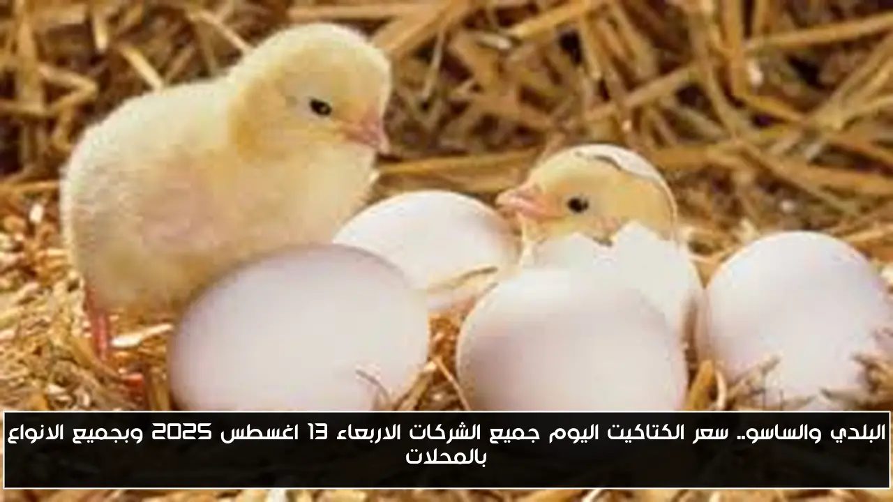 البلدي والساسو.. سعر الكتاكيت اليوم جميع الشركات الاربعاء 13 اغسطس 2025 وبجميع الانواع بالمحلات