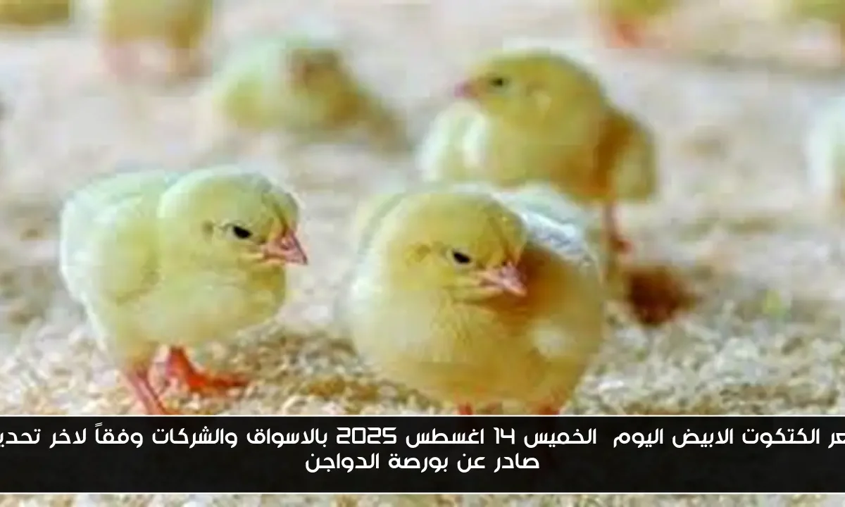 سعر الكتكوت الابيض اليوم  الخميس 14 اغسطس 2025 بالاسواق والشركات وفقاً لاخر تحديث صادر عن بورصة الدواجن