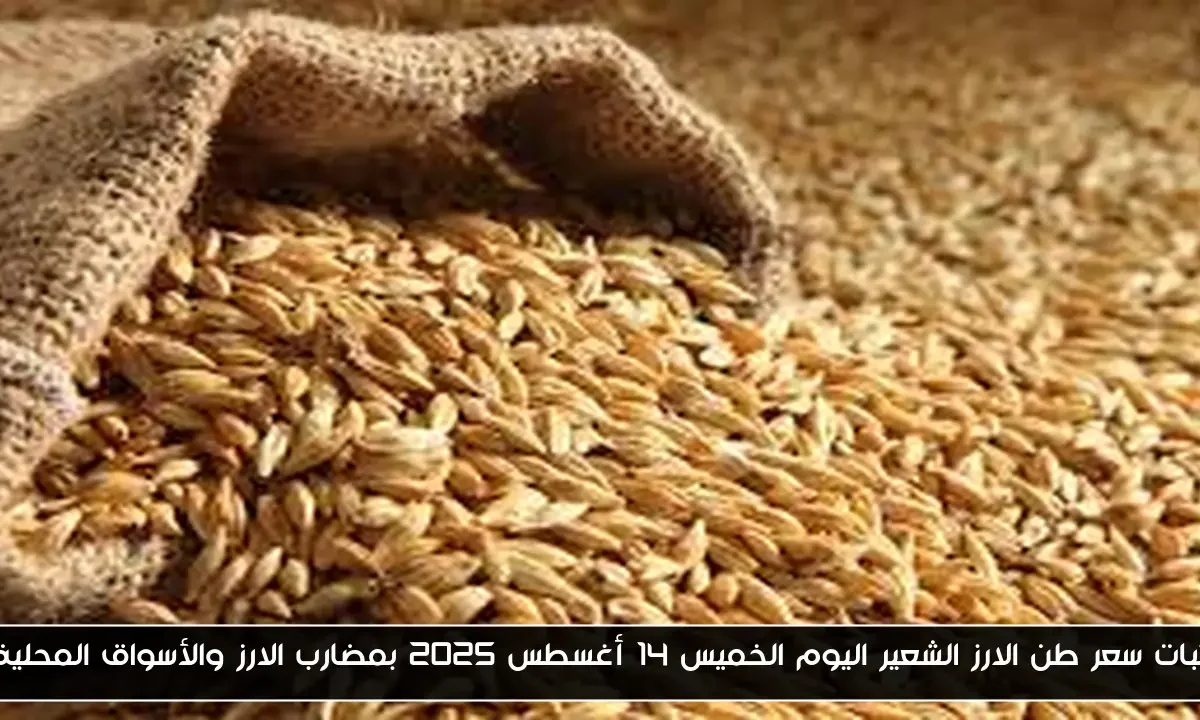 ثبات سعر طن الارز الشعير اليوم الخميس 14 أغسطس 2025 بمضارب الارز والأسواق المحلية