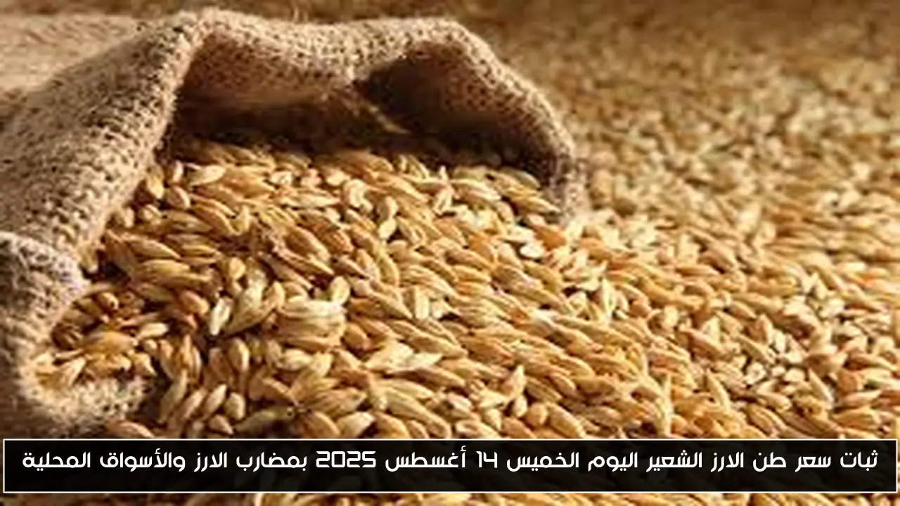 ثبات سعر طن الارز الشعير اليوم الخميس 14 أغسطس 2025 بمضارب الارز والأسواق المحلية