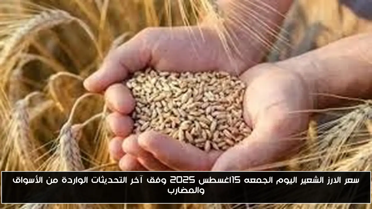 سعر الارز الشعير اليوم الجمعه 15اغسطس 2025 وفق آخر التحديثات الواردة من الأسواق والمضارب