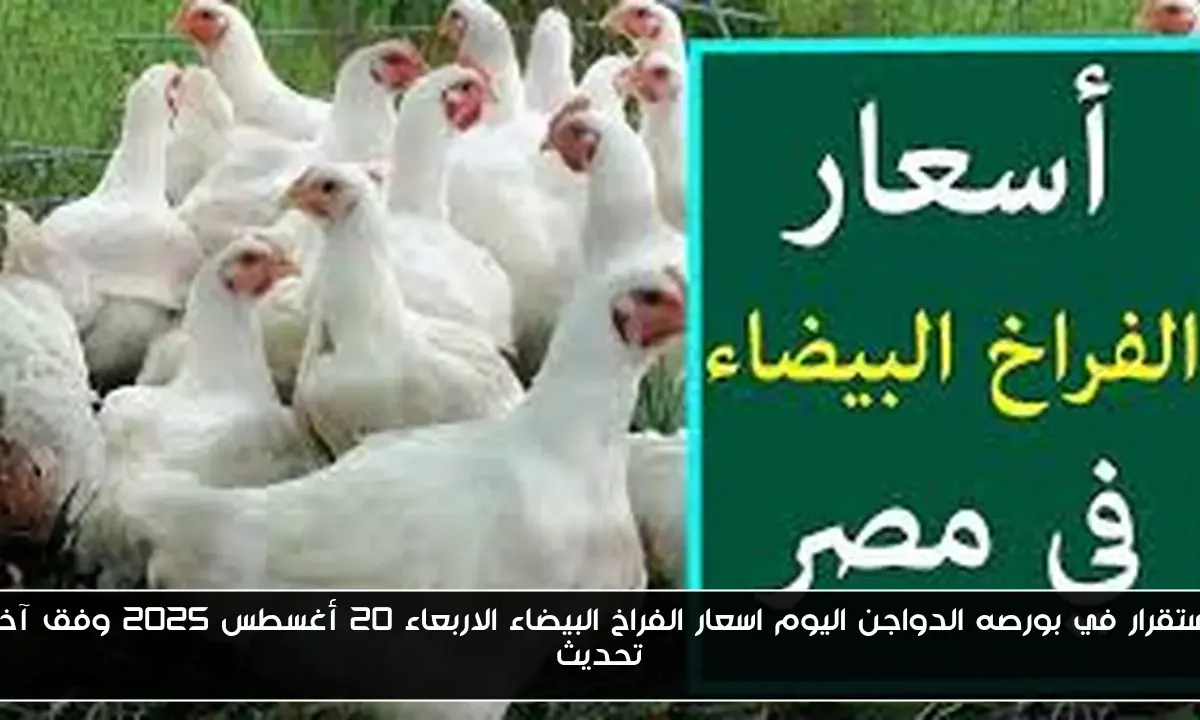 استقرار في بورصه الدواجن اليوم اسعار الفراخ البيضاء الاربعاء 20 أغسطس 2025 وفق آخر تحديث