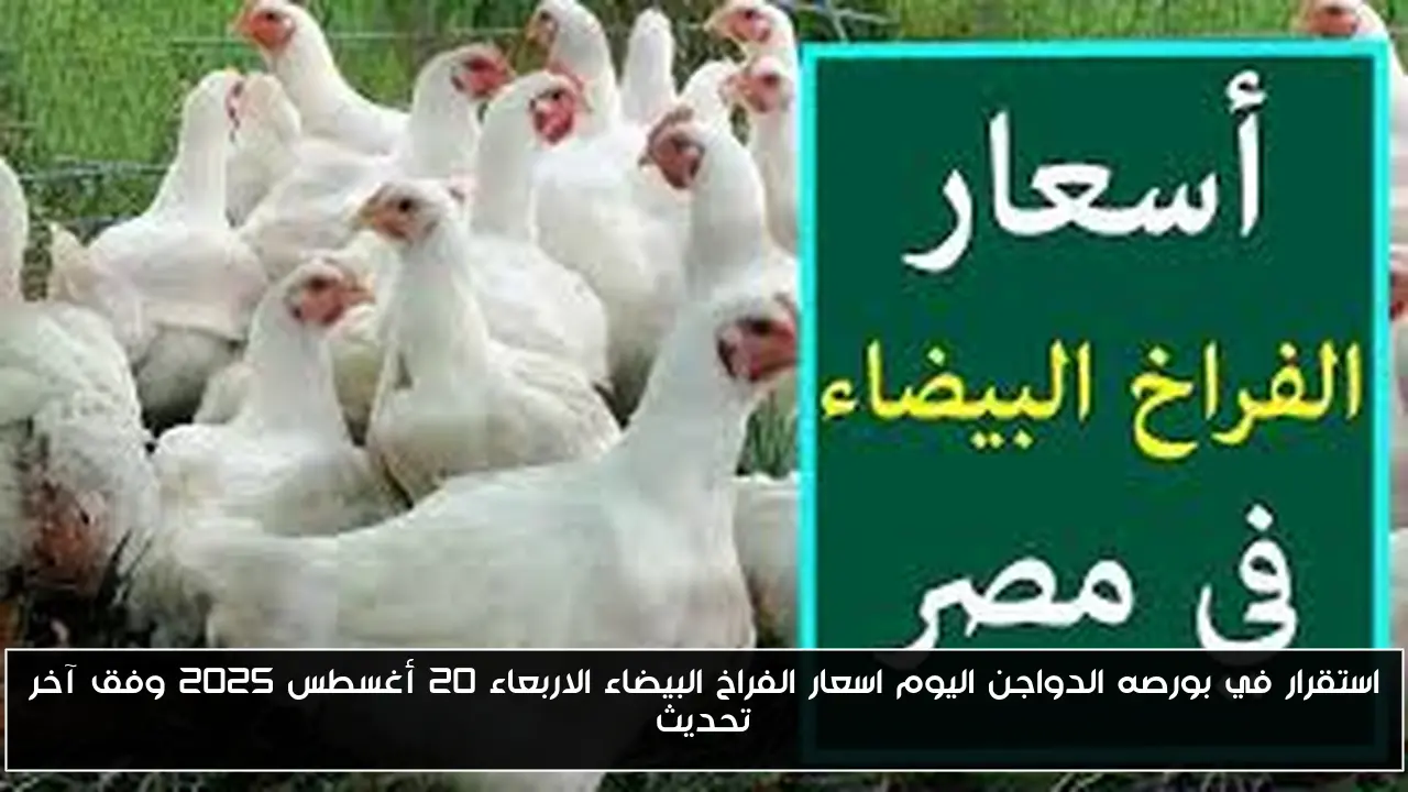 استقرار في بورصه الدواجن اليوم اسعار الفراخ البيضاء الاربعاء 20 أغسطس 2025 وفق آخر تحديث