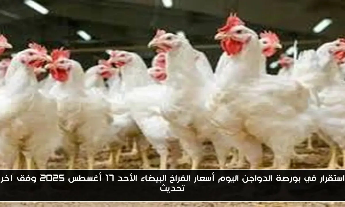 استقرار في بورصة الدواجن اليوم أسعار الفراخ البيضاء الأحد 17 أغسطس 2025 وفق آخر تحديث