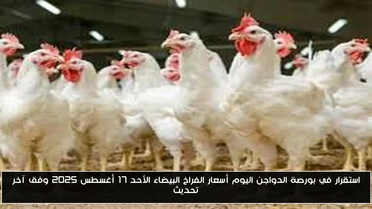 استقرار في بورصة الدواجن اليوم أسعار الفراخ البيضاء الأحد 17 أغسطس 2025 وفق آخر تحديث