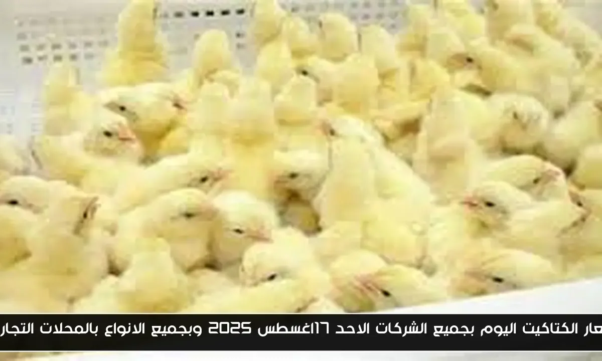 اسعار الكتاكيت اليوم بجميع الشركات الاحد 17اغسطس 2025 وبجميع الانواع بالمحلات التجارية