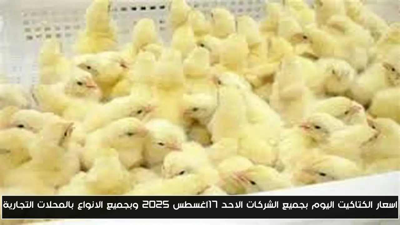 اسعار الكتاكيت اليوم بجميع الشركات الاحد 17اغسطس 2025 وبجميع الانواع بالمحلات التجارية