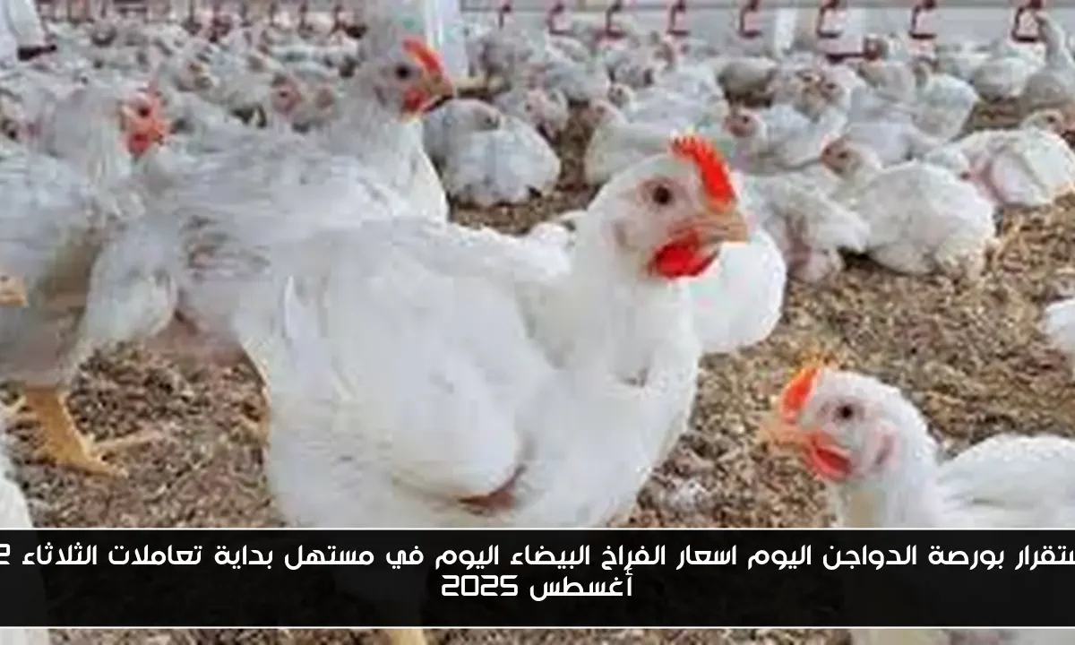 استقرار بورصة الدواجن اليوم اسعار الفراخ البيضاء اليوم في مستهل بداية تعاملات الثلاثاء 12 أغسطس 2025