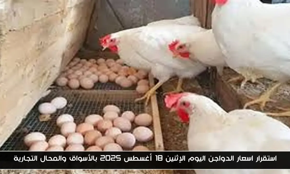 استقرار اسعار الدواجن اليوم الإثنين 18 أغسطس 2025 بالأسواق والمحال التجارية