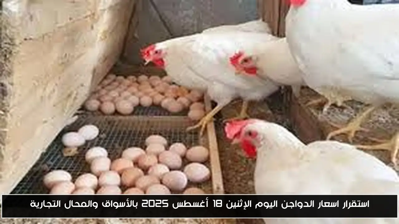 استقرار اسعار الدواجن اليوم الإثنين 18 أغسطس 2025 بالأسواق والمحال التجارية