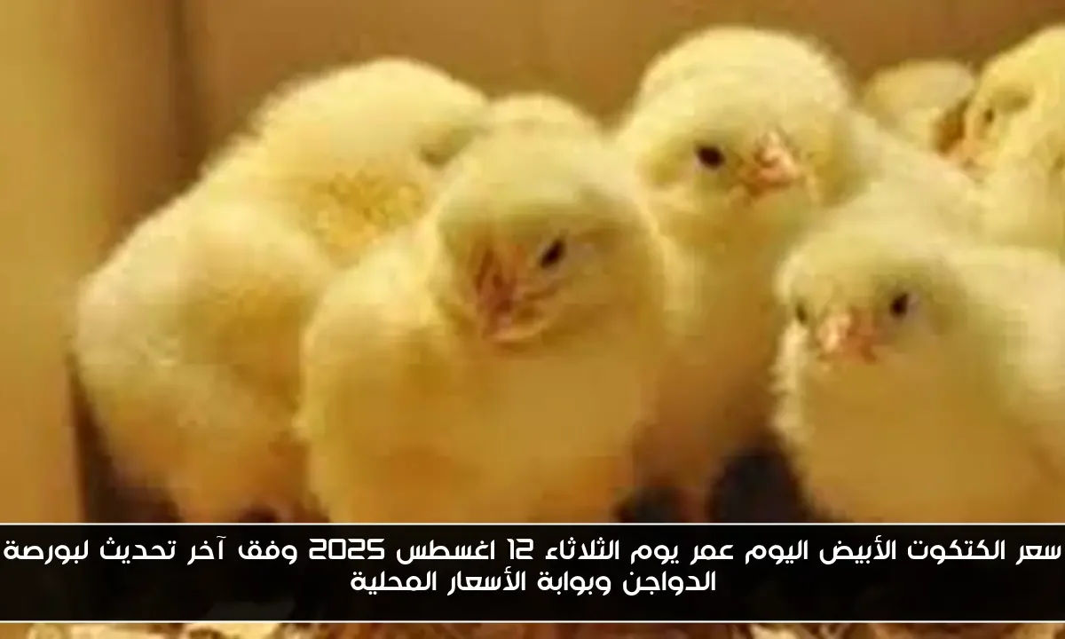 سعر الكتكوت الأبيض اليوم عمر يوم الثلاثاء 12 اغسطس 2025 وفق آخر تحديث لبورصة الدواجن وبوابة الأسعار المحلية