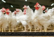 بورصة الدواجن اليوم اسعار الفراخ البيضاء