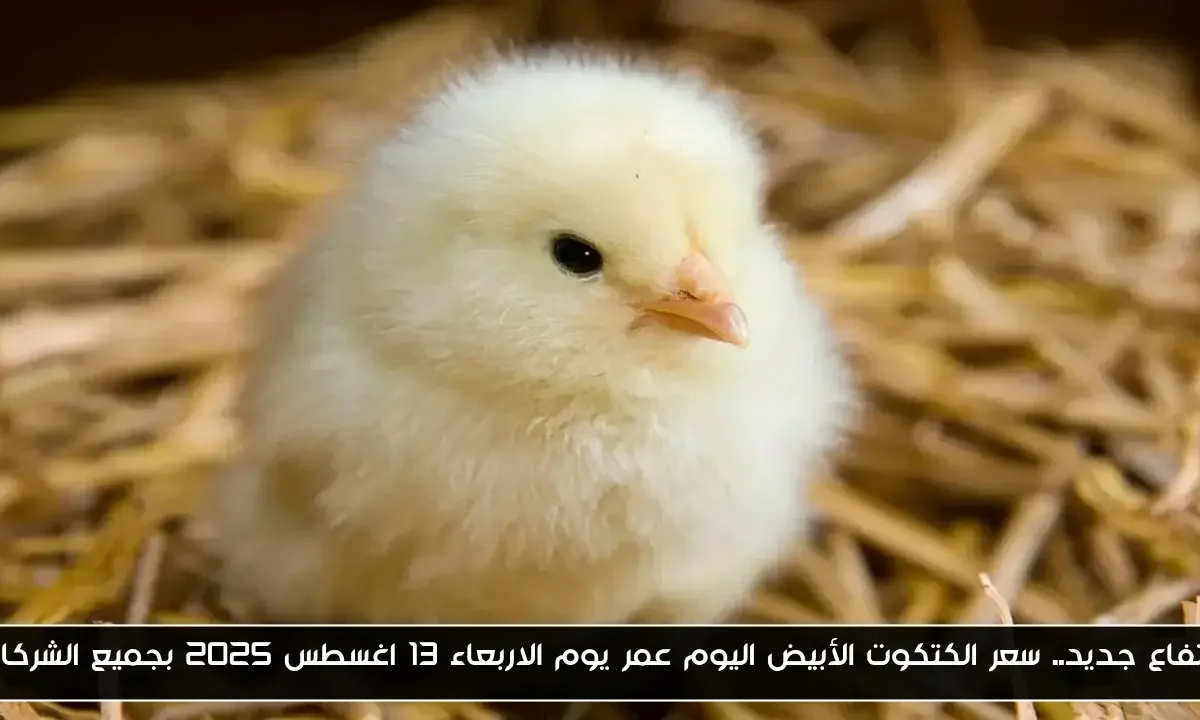 ارتفاع جديد.. سعر الكتكوت الأبيض اليوم عمر يوم الاربعاء 13 اغسطس 2025 بجميع الشركات