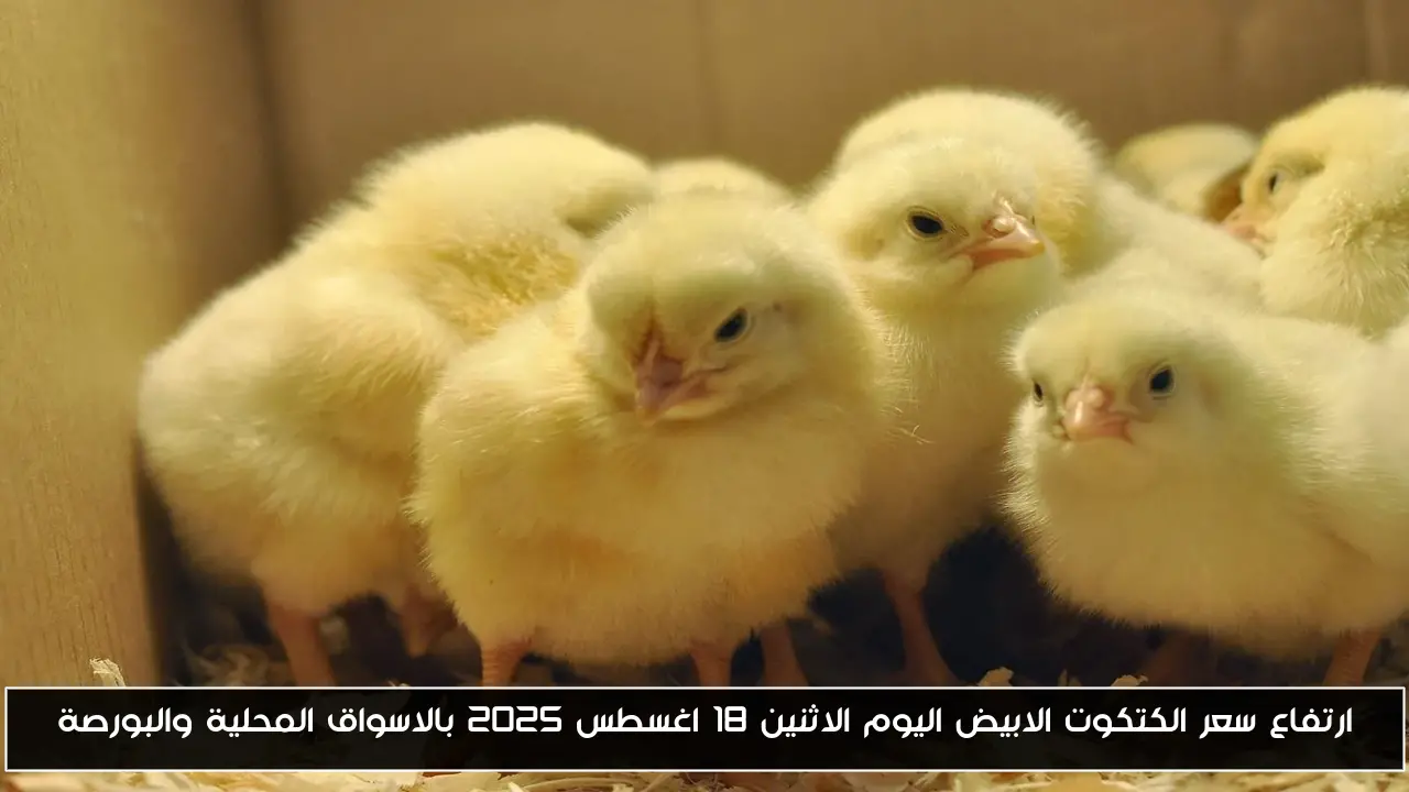ارتفاع سعر الكتكوت الابيض اليوم الاثنين 18 اغسطس 2025 بالاسواق المحلية والبورصة
