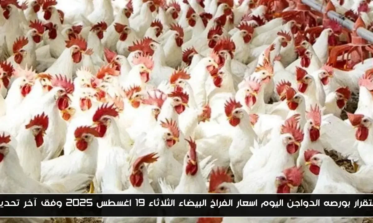 استقرار بورصه الدواجن اليوم اسعار الفراخ البيضاء الثلاثاء 19 اغسطس 2025 وفق آخر تحديث