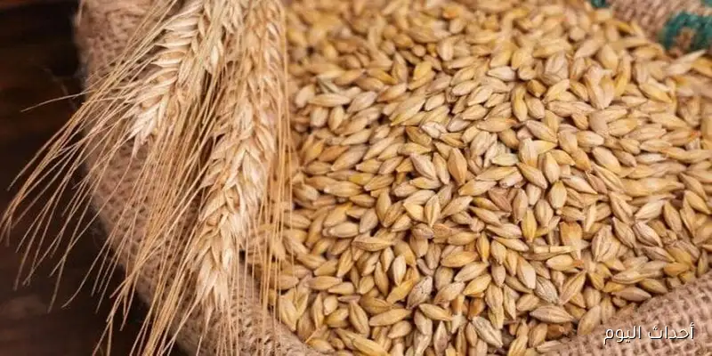 سعر الارز الشعير اليوم في مستهل ختام الأربعاء 27 أغسطس 2025 بالأسواق المحلية ومضارب الارز