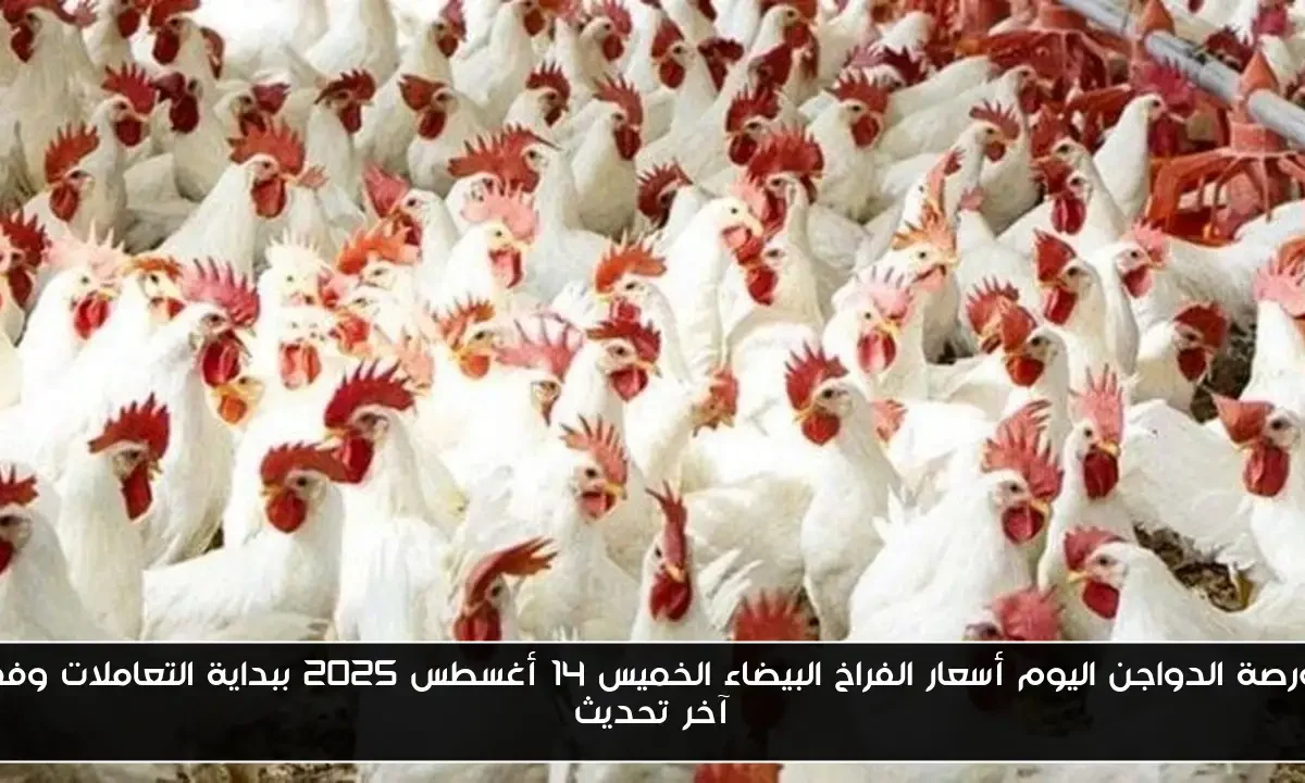بورصة الدواجن اليوم أسعار الفراخ البيضاء الخميس 14 أغسطس 2025 ببداية التعاملات وفق آخر تحديث