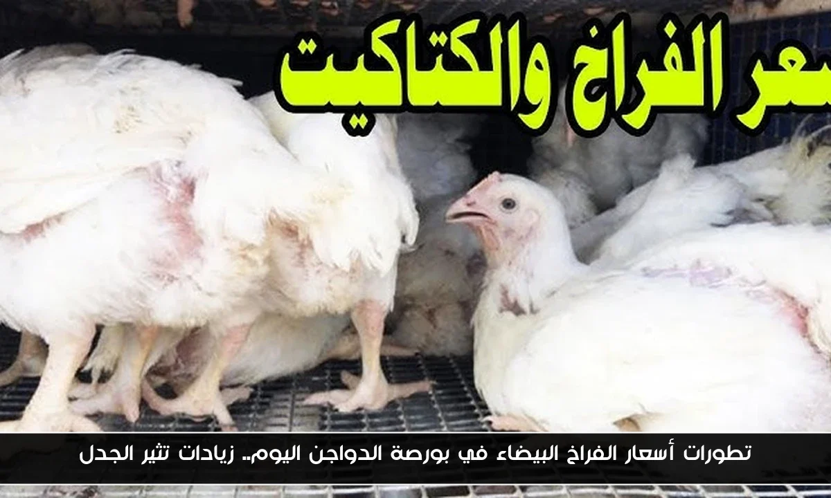 تطورات أسعار الفراخ البيضاء في بورصة الدواجن اليوم.. زيادات تثير الجدل