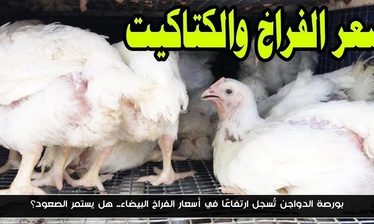 بورصة الدواجن تُسجل ارتفاعًا في أسعار الفراخ البيضاء.. هل يستمر الصعود؟