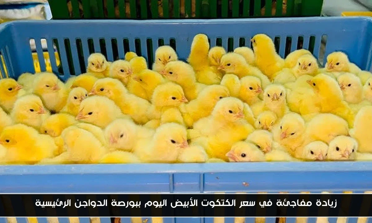 زيادة مفاجئة في سعر الكتكوت الأبيض اليوم ببورصة الدواجن الرئيسية