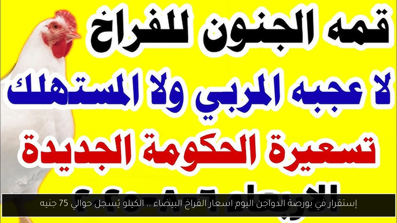 بورصة الدواجن اليوم اسعار الفراخ البيضاء